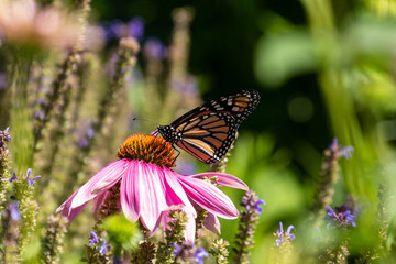 Monarch Butterfly (Danaus pelexippus) feeding on a purple coneflower (Echinacea) in a rural Virginia garden. 