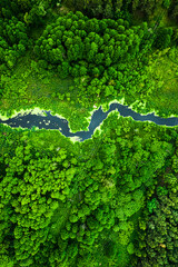 Forest, river and blooming algae. Aerial view of wildlife, Poland.