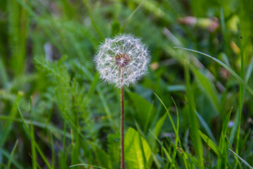 White fluffy dandelion in front of fresh green grass