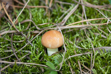 Forest mushroom suillus