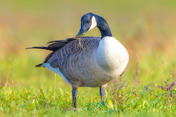 Canadian goose Branta canadensis in a meadow