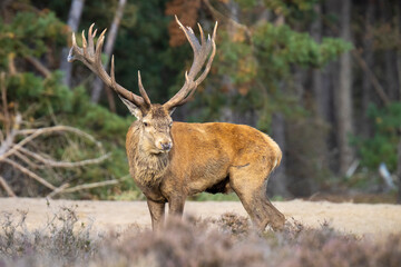 Male red deer stag, cervus elaphus, rutting