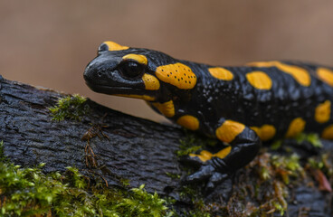 Feuersalamander - Salamandra salamandra terrestris - Fire salamander