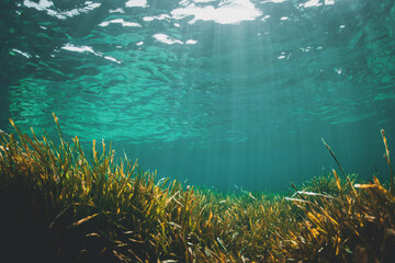 Underwater photograph of posidonia oceanica sea grass and rocks. - 443142572