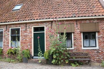 Alcea rosea in front of a house