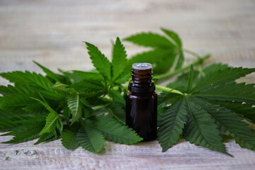 Cannabis herb and leaves for treatment broth, tincture, extract, oil