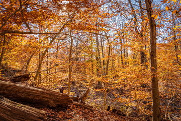 Golden fall in South Mountain Reservation in New Jersey, USA