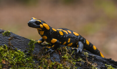 Feuersalamander - Salamandra salamandra terrestris - Fire salamander