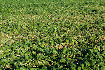green sluggish beets grow