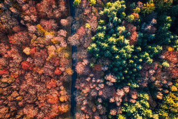 Road and autumn forest. Transportation in nature. Trip to forest.