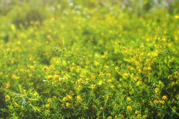 green wild flowering meadow in summer. Field background.