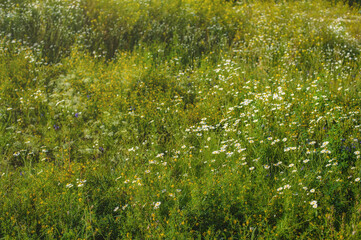 green wild flowering meadow in summer. Field background.