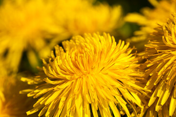 bright yellow blooming dandelions