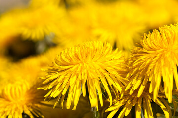 details of yellow fresh dandelions