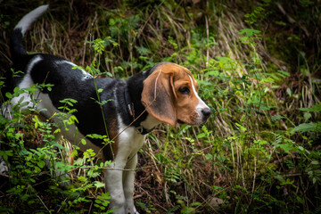 beagle in the grass
