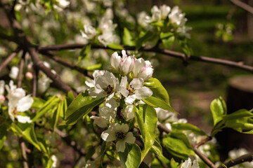 Blooming apple cherry tree branch with pink and white flowers on natural dark green blurred background. Spring time card. Copy space