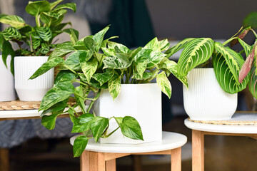 Various houseplants like 'Marble Queen' pothos or prayer plant in flower pots on side tables - obrazy, fototapety, plakaty