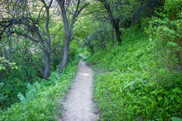 Hiking trail in the mountains. Green foliage and grass in spring.
