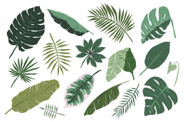 Various tropical leaves isolated on white background, monstera, palm and banana branches illustration, modern vector cliparts in boho style, jungle foliage clip art collection, botanical illustration - obrazy, fototapety, plakaty