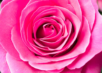 Closeup beautiful pink rose petals bloom in the botanical garden, natural blossom in spring. Bouquet floral freshness, symbol of love, Valentine and anniversary. Depth of field, abstract background.
