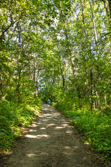Fototapeta premium Man trekking alone on a natural park trail with branches of green trees covering pathway, beautiful and peaceful of perspective scene in spring and summer season. Outdoor activity, greenery landscape.