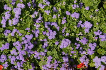 flowers in the garden