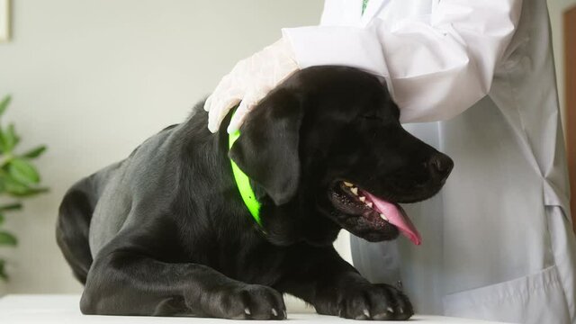 Veterinarian conducting examination of black labrador in green collar. Doctor examining dark retriever dog. Domestic pet lying on the diaper. Nurse wearing medical gown, protective gloves. Vet clinic.