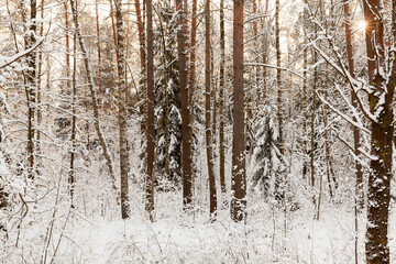 frosty winter after snowfall with bare deciduous trees