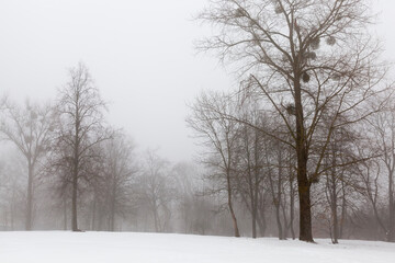 trees and winter cold weather after the snowfall