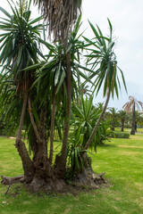Palm tree close-up in the park. Background of the Palm Tree