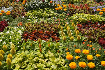 flowers in the garden