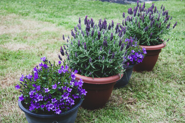 Patio flower pot arrangement - lavender, purple flower selection.