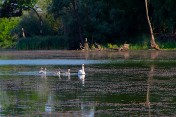 Swans with their young