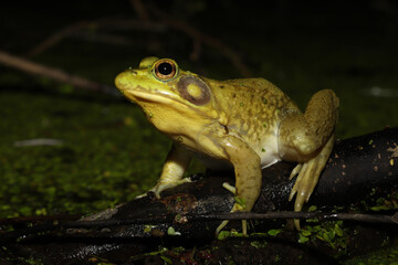 Male greenfrog (Rana clamitans / Lithobates clamitans) sitting on a small branch floating in a pond at night. 