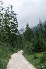 Fototapeta na wymiar Road into the woods of Berchtesgaden National Park, Bavaria, Germany