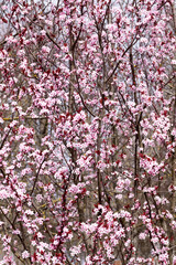 illuminated by sunlight fresh cherry blossoms