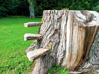 an old wooden trunk has been cut and steps have been made in Latvia