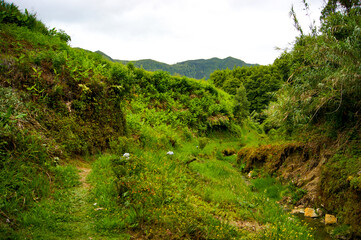 Vegetation in a rural area of Sao Miguel island, Azores.