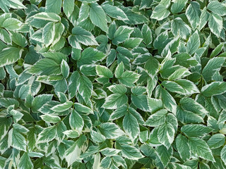 Background of green leaves of the plant named Runny Variegated. Top view.