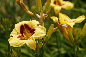 yellow tulip flower