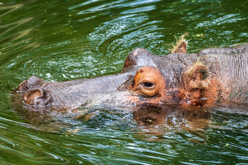 Lucifer or "Lu" the hippopotamus (Hippopotamus amphibius) swimming in green water - Homosassa, Florida, USA