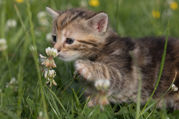 Kitten in  der Wiese