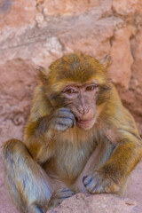Wild barbary ape eating in Morocco