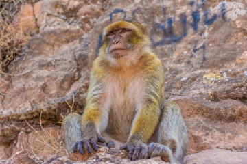 Wild barabry ape sitting in the mountains, Morocco