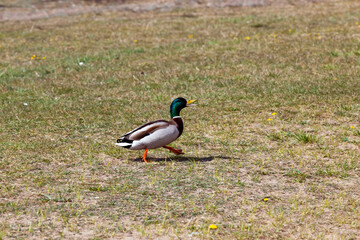 wild ducks in spring or summer