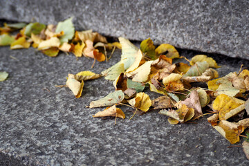 fallen yellow leaves lie on a gray concrete step close by . side view