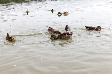 wild nature with waterfowl ducks