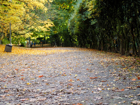 autumn park in the afternoon with yellowed trees and fallen leaves