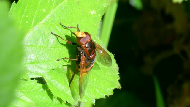 Hornet Hoverfly, Volucella zonaria on the green leaf