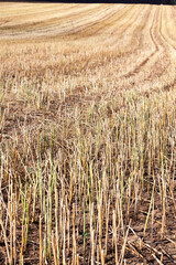 wheat straw is further used in agriculture,